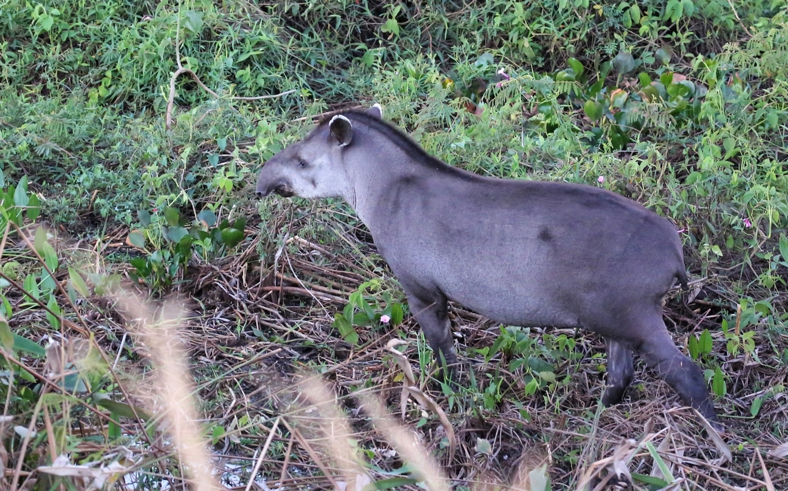 South American or Lowland Tapir Seen just before sunset besides the Transpantaneira Highway en route to Pouso Alegre. Mato Grosso,Pantanal,South American tapir,Tapirus terrestris,Transpantaneira highway