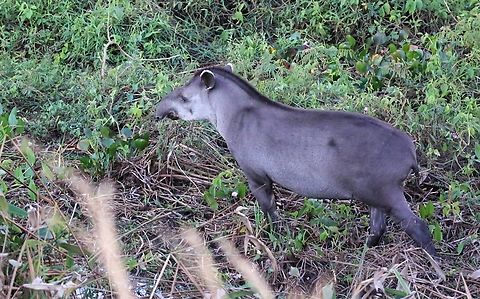 South American or Lowland Tapir Seen just before sunset besides the Transpantaneira Highway en route to Pouso Alegre. Mato Grosso,Pantanal,South American tapir,Tapirus terrestris,Transpantaneira highway