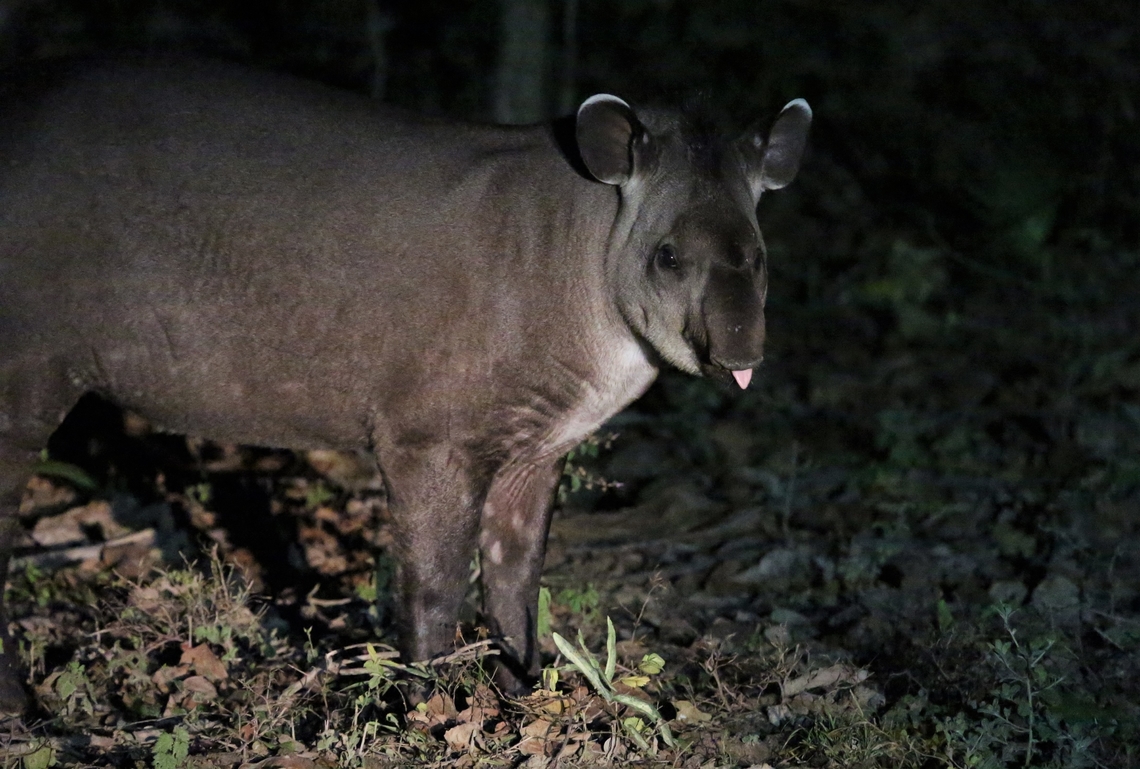 South American or Lowland Tapir This male seen on returning from a night trip at the Fazenda, Pouso Alegre Mato Grosso,Pantanal,Pouso Alegre,South American tapir,Tapirus terrestris