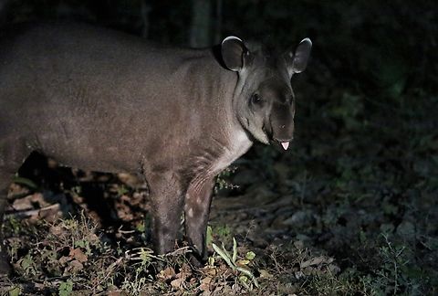South American or Lowland Tapir This male seen on returning from a night trip at the Fazenda, Pouso Alegre Mato Grosso,Pantanal,Pouso Alegre,South American tapir,Tapirus terrestris