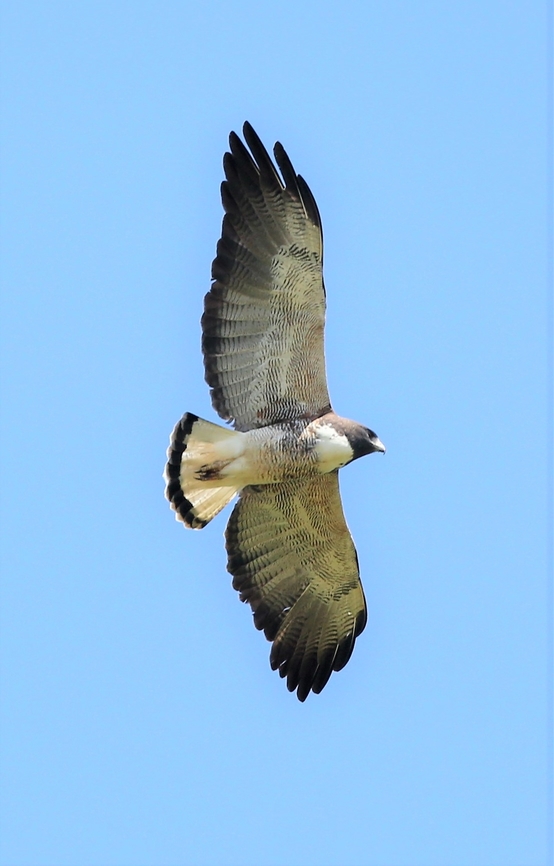 White-tailed Hawk White-tailed Hawk seen flying over the Rio S&atilde;o Louren&ccedil;o. Geranoaetus albicaudatus,Mato Grosso,Pantanal,Rio São Lourenço,White-tailed hawk