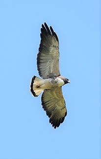 White-tailed Hawk White-tailed Hawk seen flying over the Rio São Lourenço. Geranoaetus albicaudatus,Mato Grosso,Pantanal,Rio São Lourenço,White-tailed hawk
