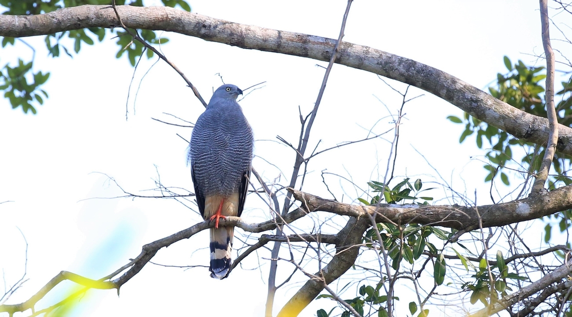 Crane Hawk Seen along the Rio Tr&ecirc;s Irm&atilde;os (3 Brothers), a hotspot for Jaguars Crane hawk,Geranospiza caerulescens,Mato Grosso,Pantanal,Rio Três Irmãos