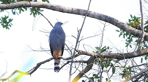 Crane Hawk Seen along the Rio Três Irmãos (3 Brothers), a hotspot for Jaguars Crane hawk,Geranospiza caerulescens,Mato Grosso,Pantanal,Rio Três Irmãos