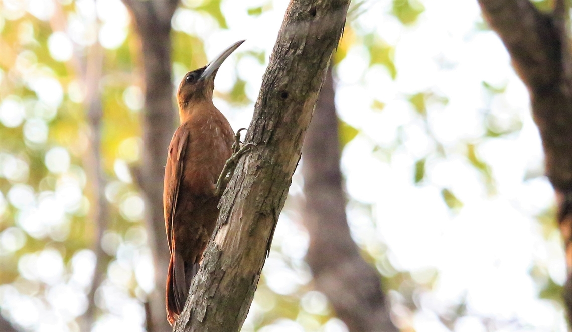 Great Rufous Woodcreeper Saw this early morning just after sunrise outside the dining room. Great rufous woodcreeper,Mato Grosso,Pantanal,South Wild Pantanal Lodge,Xiphocolaptes major