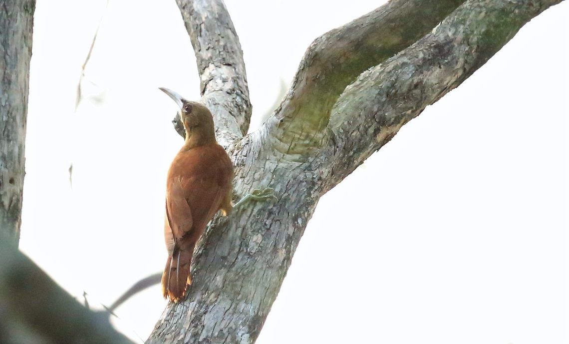 Great Rufous Woodcreeper Just after sunrise by the dining room Great rufous woodcreeper,Mato Grosso,Pantanal,South Wild Pantanal Lodge,Xiphocolaptes major