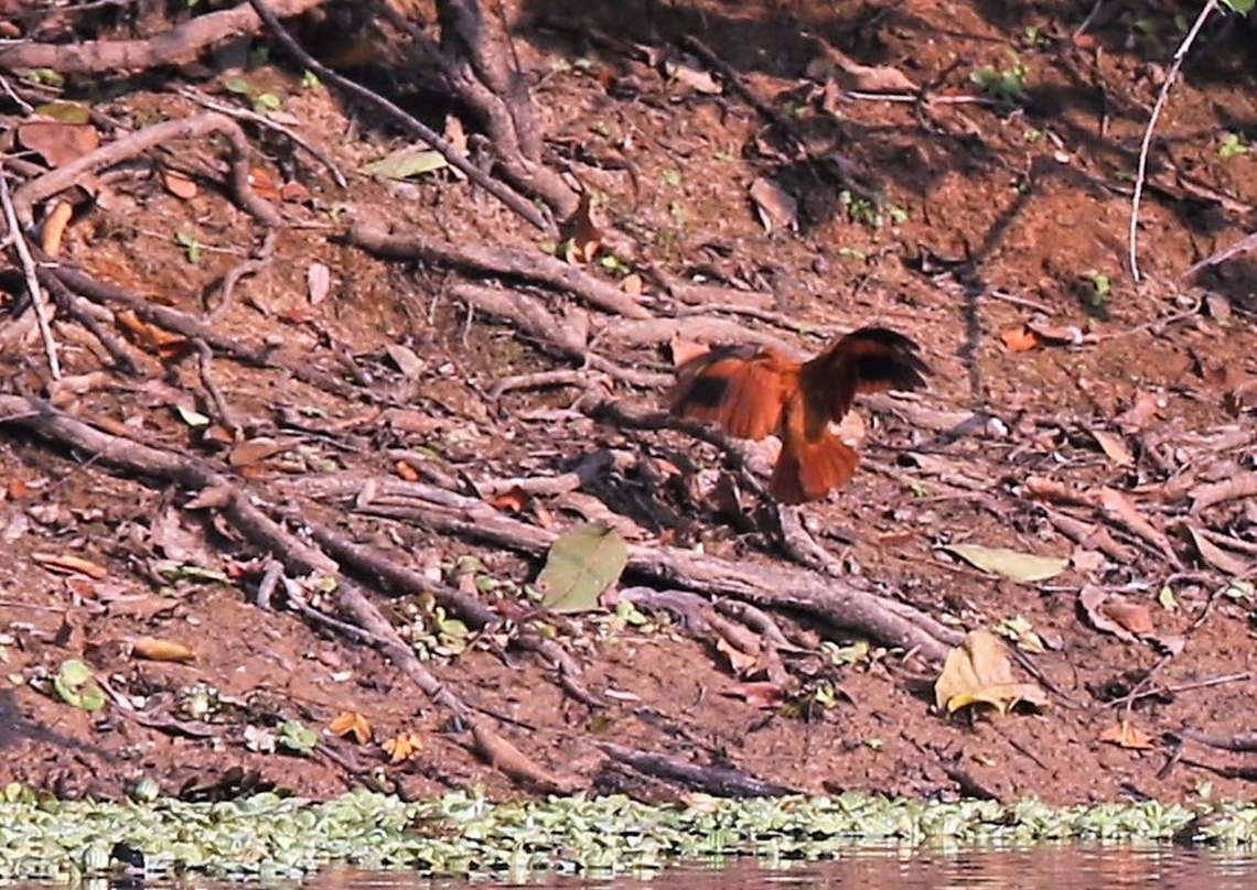Wing-banded Hornero A very brief view of this bird - but the wing bands identify it. Band-tailed hornero,Furnarius figulus,Mato Grosso,Pantanal,Rio Pixaim,Wing-banded Hornero