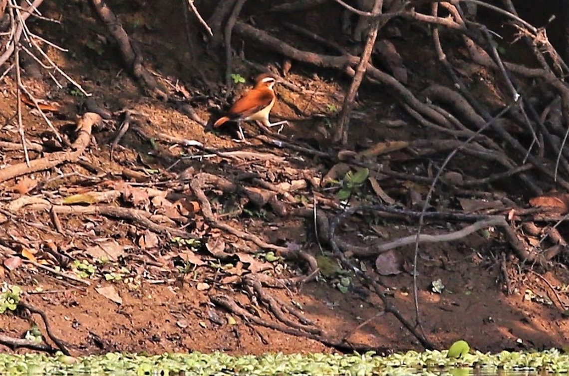 Wing-banded Hornero Wing-banded Hornero, not immediately distinguishable from the Pale-legged Hornero with this shot but the Wing bands on the other photo does identify it. Band-tailed hornero,Furnarius figulus,Mato Grosso,Pantanal,Rio Pixaim,Wing-banded Hornero