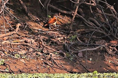Wing-banded Hornero Wing-banded Hornero, not immediately distinguishable from the Pale-legged Hornero with this shot but the Wing bands on the other photo does identify it. Band-tailed hornero,Furnarius figulus,Mato Grosso,Pantanal,Rio Pixaim,Wing-banded Hornero