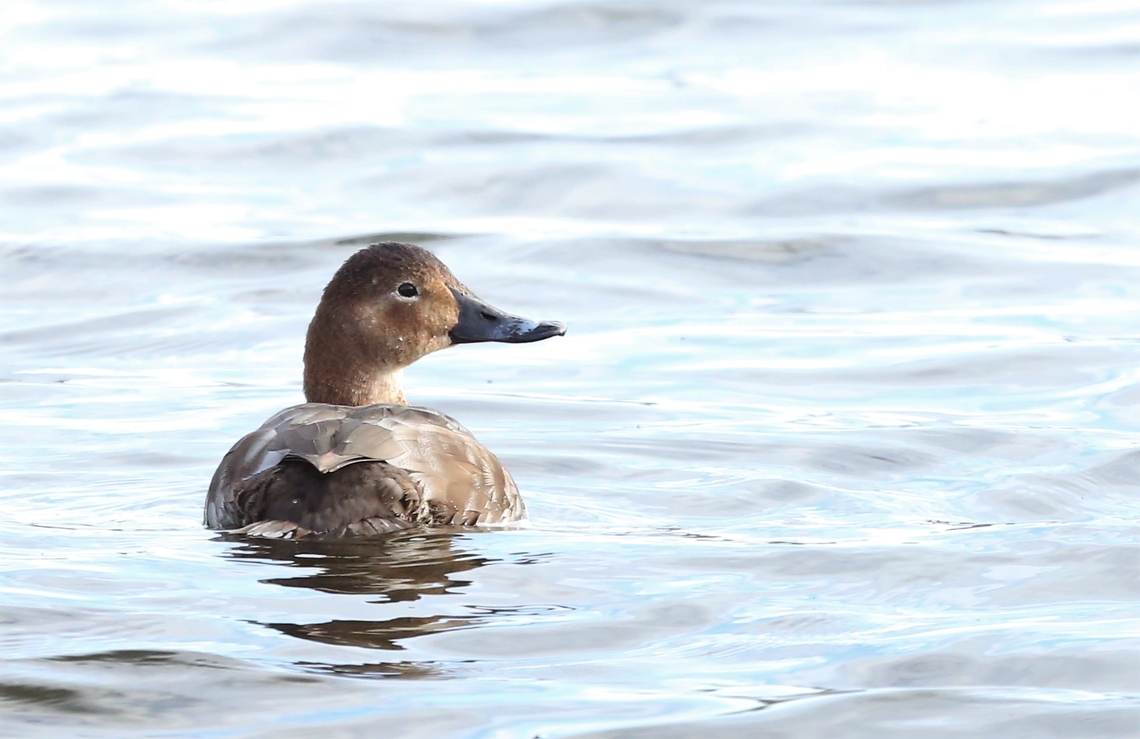Vagrant Female Ring-necked Duck A rare vagrant seen at this RSPB reserve, 20-30 visitors to UK per year. Aythya collaris,Leighton Moss,Ring-necked duck