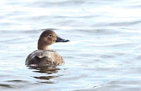 Vagrant Female Ring-necked Duck A rare vagrant seen at this RSPB reserve, 20-30 visitors to UK per year. Aythya collaris,Leighton Moss,Ring-necked duck