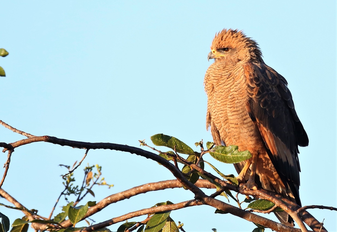 Savanna Hawk One of my favourite hawks, here alongside the Transpantaneira Highway. Buteogallus meridionalis,Mato Grosso,Pantanal,Savanna Hawk,Transpantaneira highway