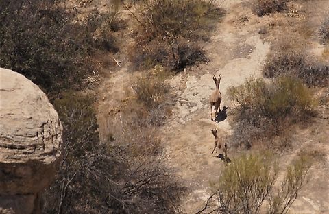 Nubian Ibex, Mother and kid Very fortunate to catch fleeting glimpse of this key species, the smallest Ibex on earth. Capra nubiana,Dana Biosphere Reserve,Nubian ibex