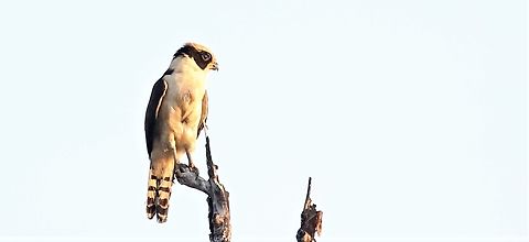 Laughing Falcon besides the Rio Tres Irmaos A show off from this little falcon. Herpetotheres cachinnans,Laughing falcon,Mato Grosso,Pantanal,Rio Tr&ecirc;s Irm&atilde;os