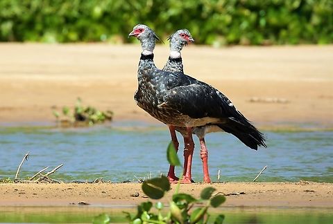 Southern Screamers on the Rio S&atilde;o Louren&ccedil;o Majestic big birds!  Note the wing spur!! Chauna torquata,Mato Grosso,Pantanal,Rio S&atilde;o Louren&ccedil;o,Southern Screamer