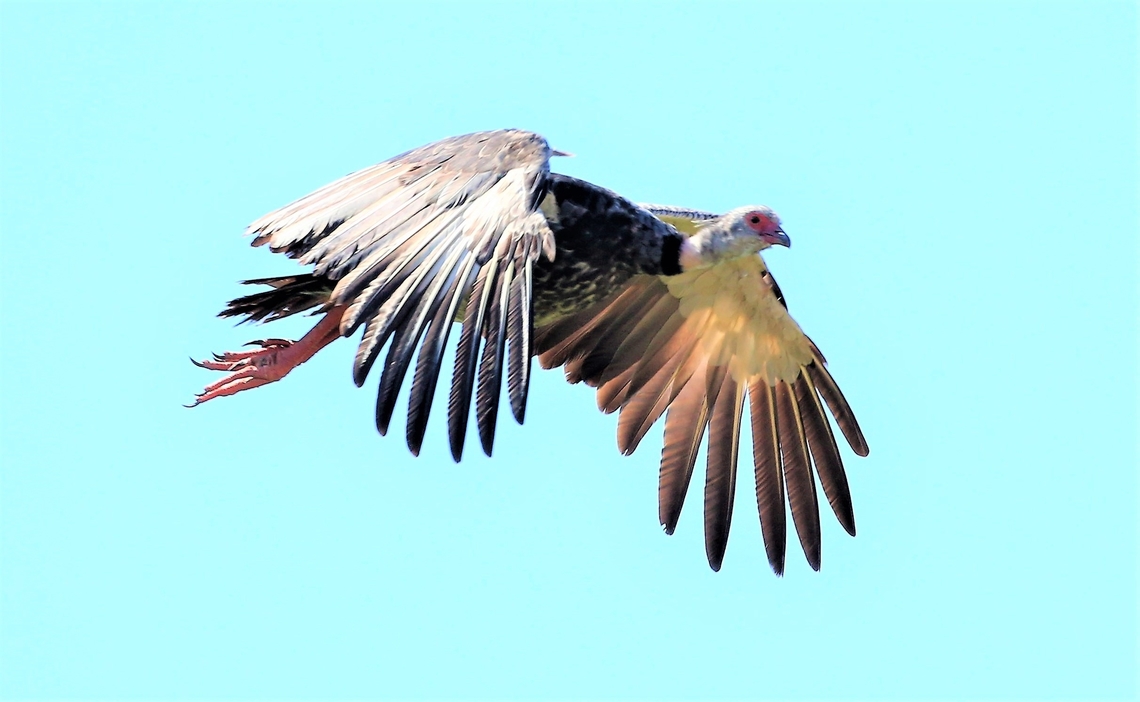 Southern Screamer in flight, note wing spur  Chauna torquata,Mato Grosso,Pantanal,Rio São Lourenço,Southern Screamer