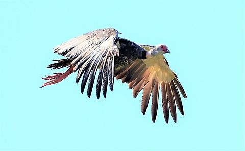 Southern Screamer in flight, note wing spur  Chauna torquata,Mato Grosso,Pantanal,Rio S&atilde;o Louren&ccedil;o,Southern Screamer