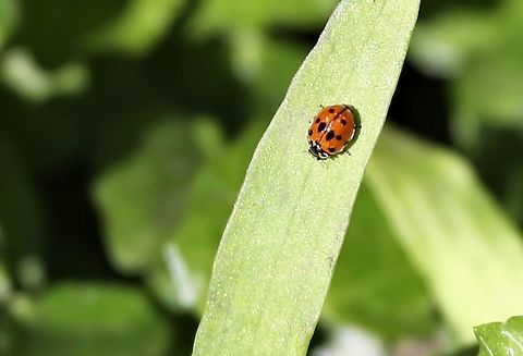 10 spot ladybird on forest floor  Adalia decempunctata,Cumbria,Kings Meaburn,Ten-spot Ladybird