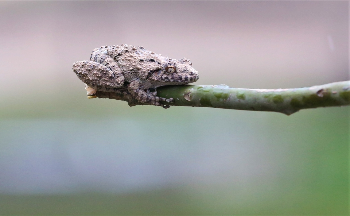 Mato Grosso Snouted Treefrog Found in and around the South Wild Panatanal Lodge Mato Grosso,Mato Grosso Snouted Treefrog,Pantanal,Scinax acuminatus,South Wild Pantanal Lodge