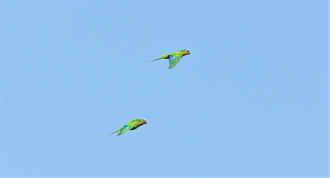 Peach-fronted Parakeets flying above the Rio São Lourenço  Eupsittula aurea,Mato Grosso,Pantanal,Peach-fronted Parakeet,Rio São Lourenço