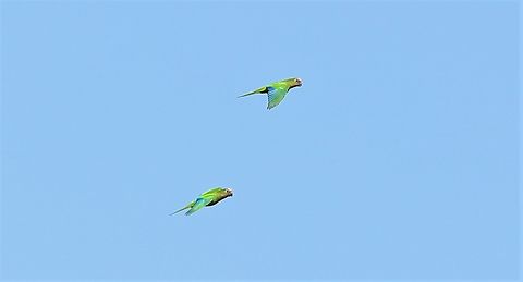 Peach-fronted Parakeets flying above the Rio São Lourenço  Eupsittula aurea,Mato Grosso,Pantanal,Peach-fronted Parakeet,Rio São Lourenço
