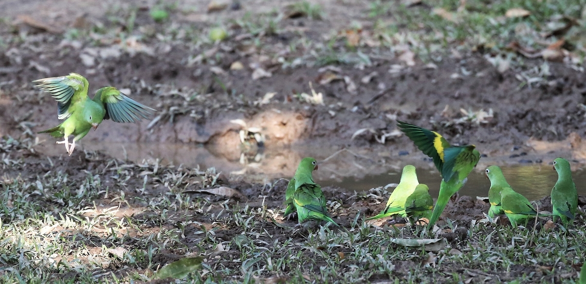 Yellow-chevroned Parakeets  Brotogeris chiriri,Mato Grosso,Pantanal,Pousada Piquiri,Rio Piquiri,Yellow-chevroned parakeet