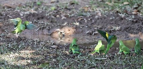 Yellow-chevroned Parakeets  Brotogeris chiriri,Mato Grosso,Pantanal,Pousada Piquiri,Rio Piquiri,Yellow-chevroned parakeet