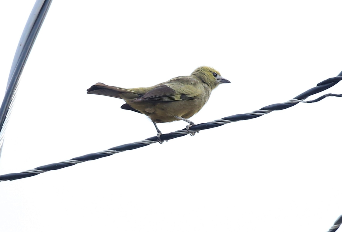 Palm Tanager Besides the Transpantanera Highway Mato Grosso,Palm Tanager,Pantanal,Thraupis palmarum,Transpantaneira highway