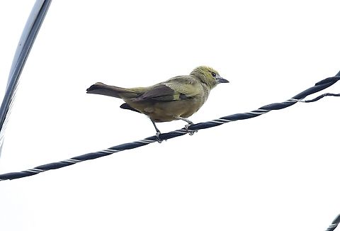 Palm Tanager Besides the Transpantanera Highway Mato Grosso,Palm Tanager,Pantanal,Thraupis palmarum,Transpantaneira highway