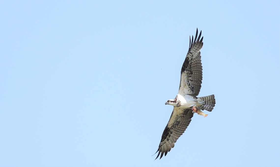 Osprey over the Rio Piquiri after successful fishing expedition We saw this bird flying over the Rio Piquiri on our trip to Pousada Piquiri and whilst returning we saw that it had had a successful hunting expedition.  The Piquiri here is the border between Mato Grosso State and Mato Grosso do Sul. Osprey,Pandion haliaetus,Pantanal,Pousada Piquiri