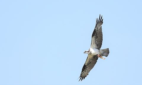 Osprey over the Rio Piquiri after successful fishing expedition We saw this bird flying over the Rio Piquiri on our trip to Pousada Piquiri and whilst returning we saw that it had had a successful hunting expedition.  The Piquiri here is the border between Mato Grosso State and Mato Grosso do Sul. Osprey,Pandion haliaetus,Pantanal,Pousada Piquiri