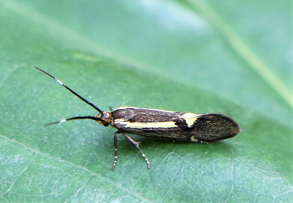 Esperia sulphurella, UK  Esperia  sulphurella,Esperia sulphurella