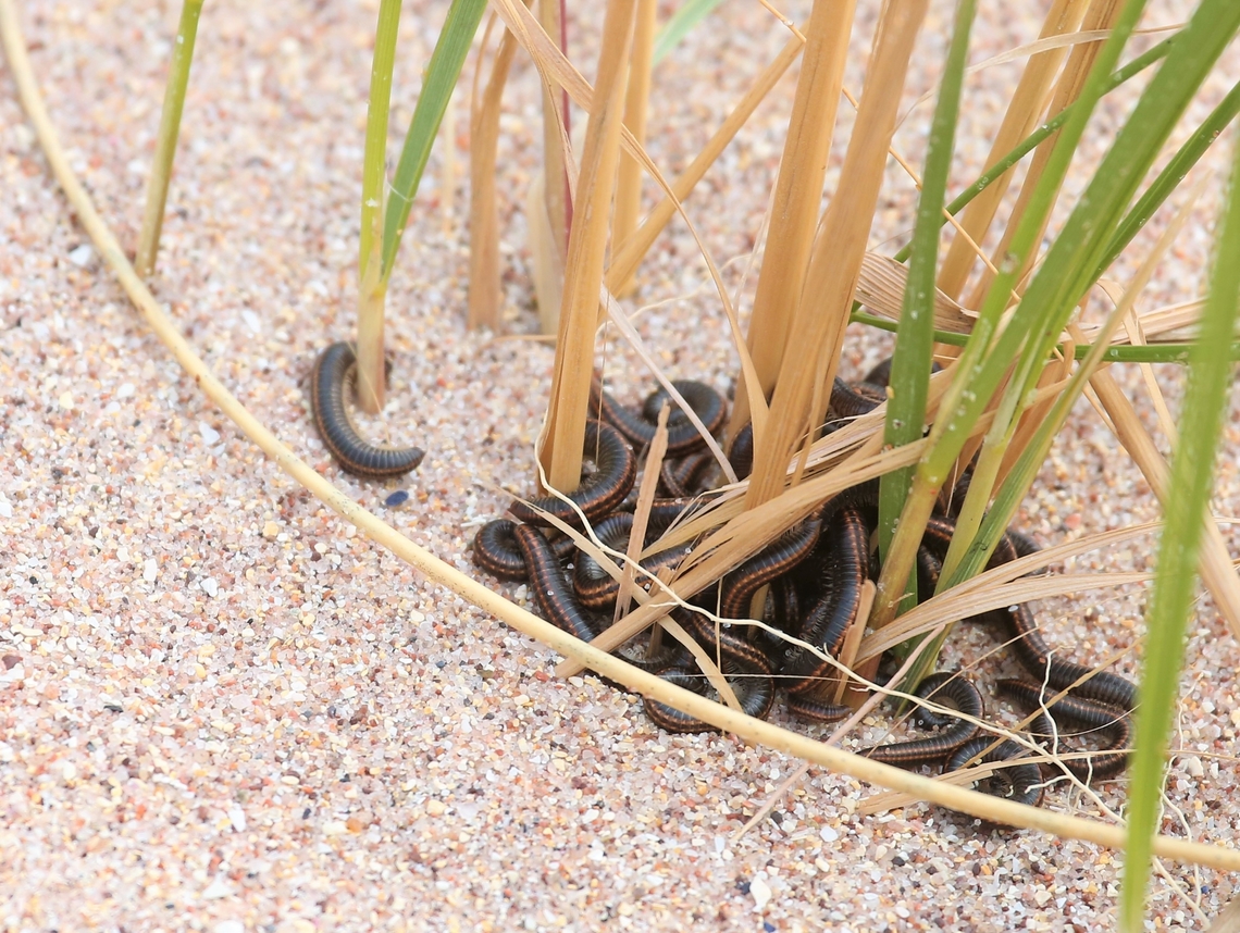 Striped Millipede below marram grass Crossing the Machair towards Sandwood Beach, there were striped millipedes everywhere - time for mating?? European marram grass,Machair,Ommatoiulus sabulosus,Striped millipede