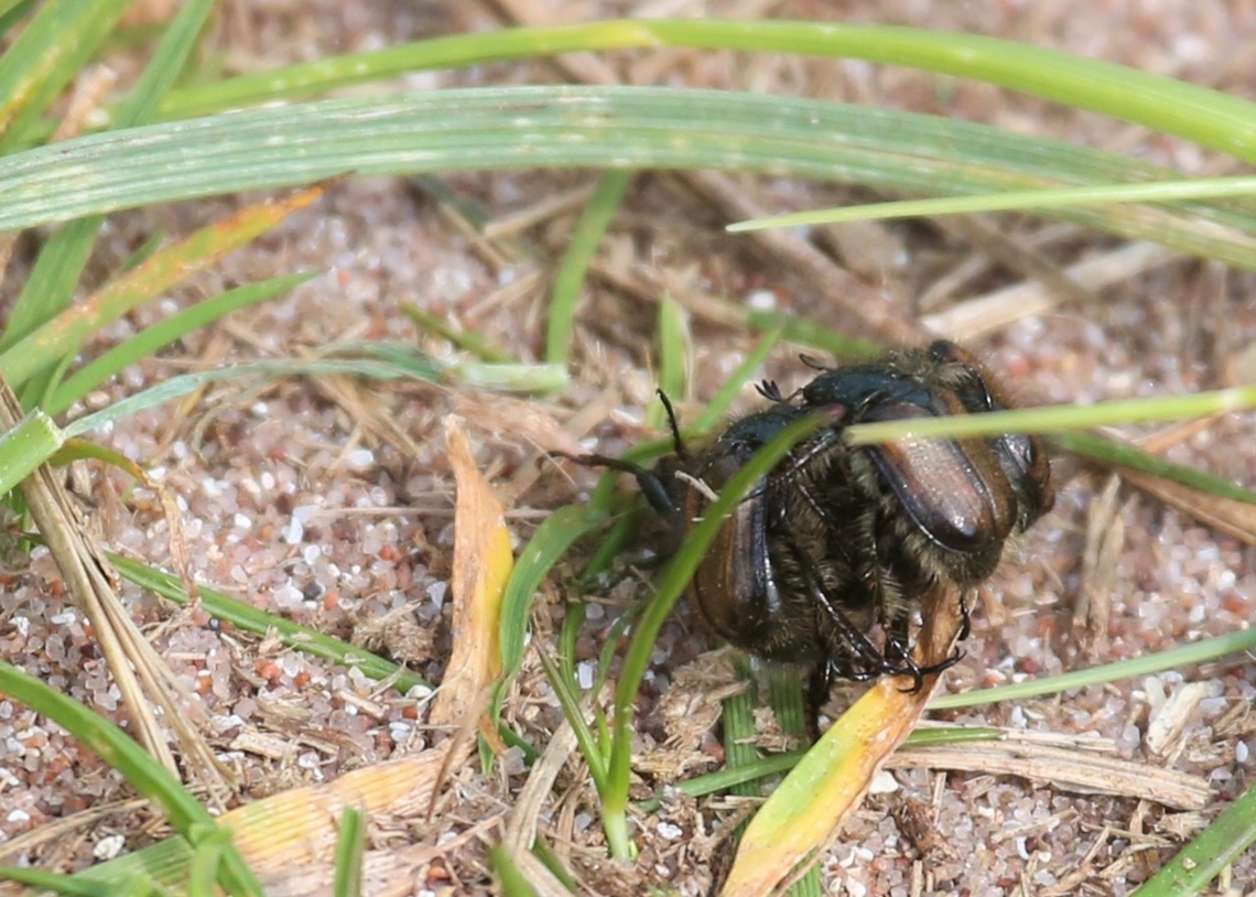 Breeding ball of Garden Chafers, in Sand dunes The whole area behind the beach full of Garden Chafers, amazing!! Garden chafer,Phyllopertha Horticola,Sandwood Beach,Scotland
