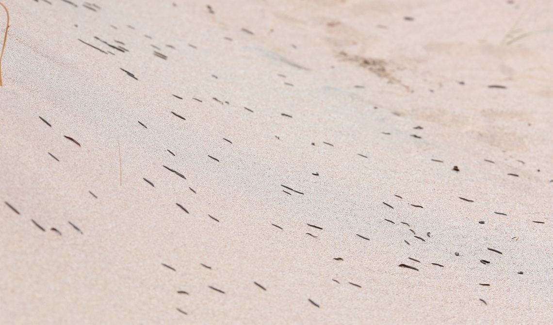 Striped Millipedes in the dunes Breeding frenzy? Ommatoiulus sabulosus,Sandwood,Scotland,Striped millipede