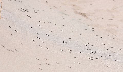 Striped Millipedes in the dunes Breeding frenzy? Ommatoiulus sabulosus,Sandwood,Scotland,Striped millipede