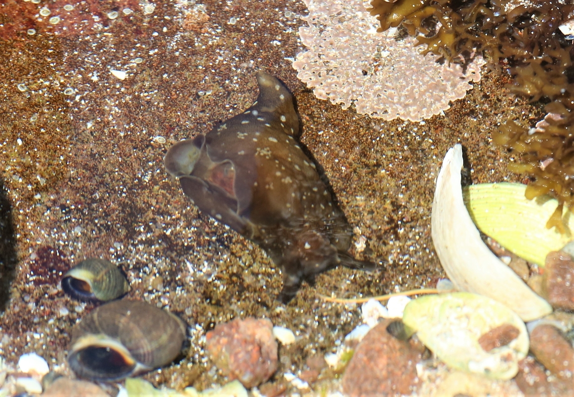 Spotted Sea Hare Spotted SeaHare in a rock pool at Gairloch Aplysia punctata,Gairloch,Scotland,Spotted Seahare,Wester Ross