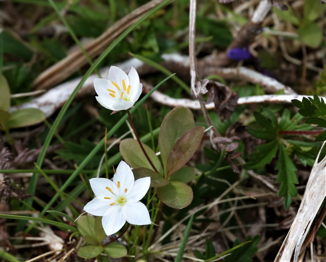 Chickweed Wintergreen  Chickweed Wintergreen,Lysimachia europaea,Red Point,Scotland,Wester Ross