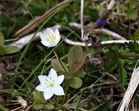 Chickweed Wintergreen  Chickweed Wintergreen,Lysimachia europaea,Red Point,Scotland,Wester Ross