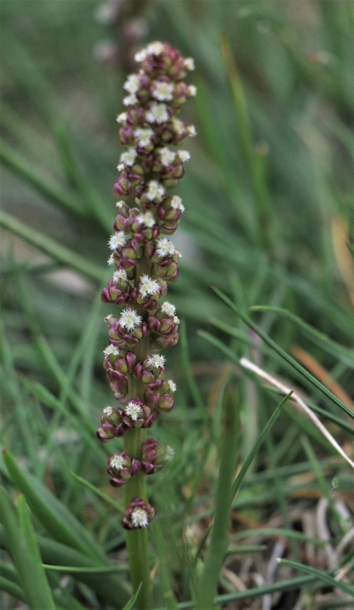 Sea Plantain A lovely plantain flowering above the cliffs at Yesnaby on the Mainland Island of Orkney Mainland Island,Orkney Isles,Plantago maritima,Scotland,Sea Plantain