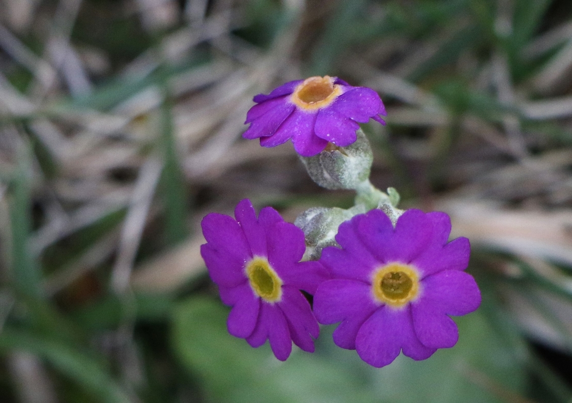Scottish Primrose These flowering above Yesnaby cliffs on Mainland, Orkney. Mainland Island,Orkney Isles,Primula scotica,Scotland,Scottish primrose,Yesnaby Cliffs
