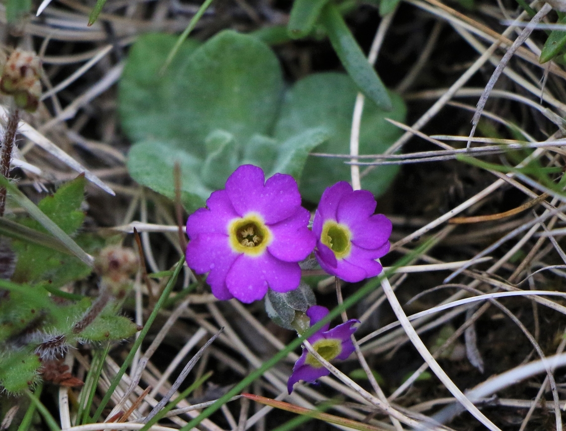 Scottish Primrose These very small plants, flower at 2 different times in the year, so some in May, then a 2nd flush from other plants in July Mainland Island,Orkney Isles,Primula scotica,Scotland,Scottish primrose,Yesnaby Cliffs