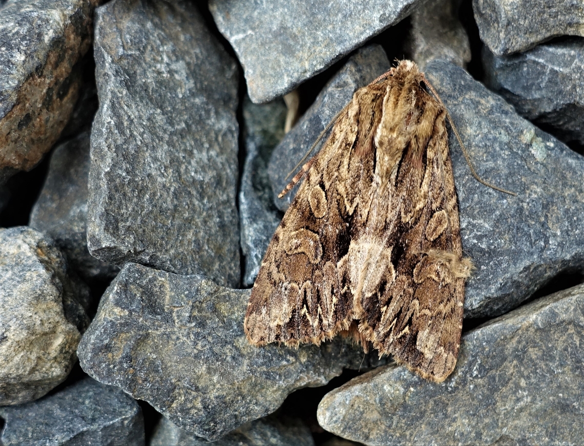 Pale-shouldered Brocade This beauty in the garden Cumbria,Kings Meaburn,Lacanobia thalassina,Pale-shouldered Brocade