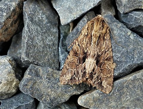 Pale-shouldered Brocade This beauty in the garden Cumbria,Kings Meaburn,Lacanobia thalassina,Pale-shouldered Brocade