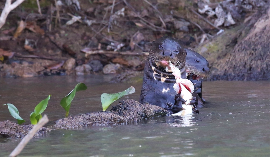 Giant Otters eating fish on the Rio Piquiri There were 5 otters in this family and they just rampaged through the plants by the river edge, we watched all 5 rush into the water hyacinths and 3 came out with large fish.  They fished for fun, then guzzled the fish eating about 3 kilos per day. Giant otter,Mato Grosso,Pantanal,Pteronura brasiliensis,Rio Piquiri