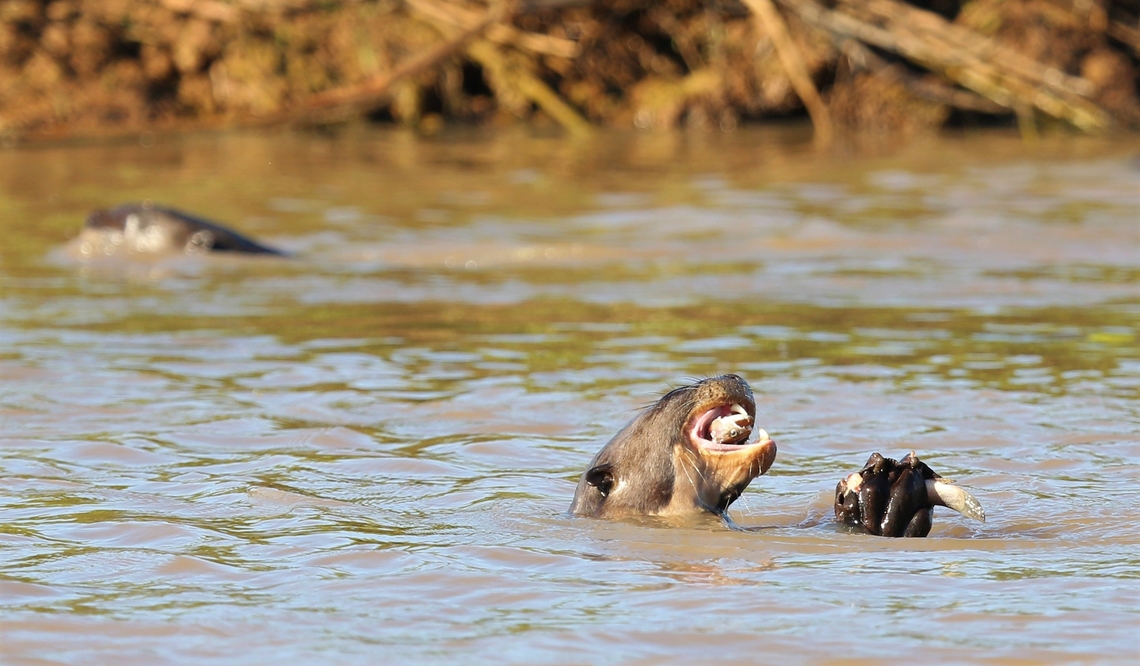 Giant Otter eating fish on the Rio São Lourenço Here a family of at least 7 giant otters, including one very small cub fished for fun, near their den.  They played, whistled and strengthened their familial bonds.  Felt blessed to be able to watch these masters of their environment. Giant otter,Mato Grosso,Pantanal,Pteronura brasiliensis,Rio São Lourenço