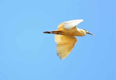 Capped Heron flying over the Rio São Lourenço  Capped Heron,Mato Grosso,Pantanal,Pilherodius pileatus,Rio São Lourenço