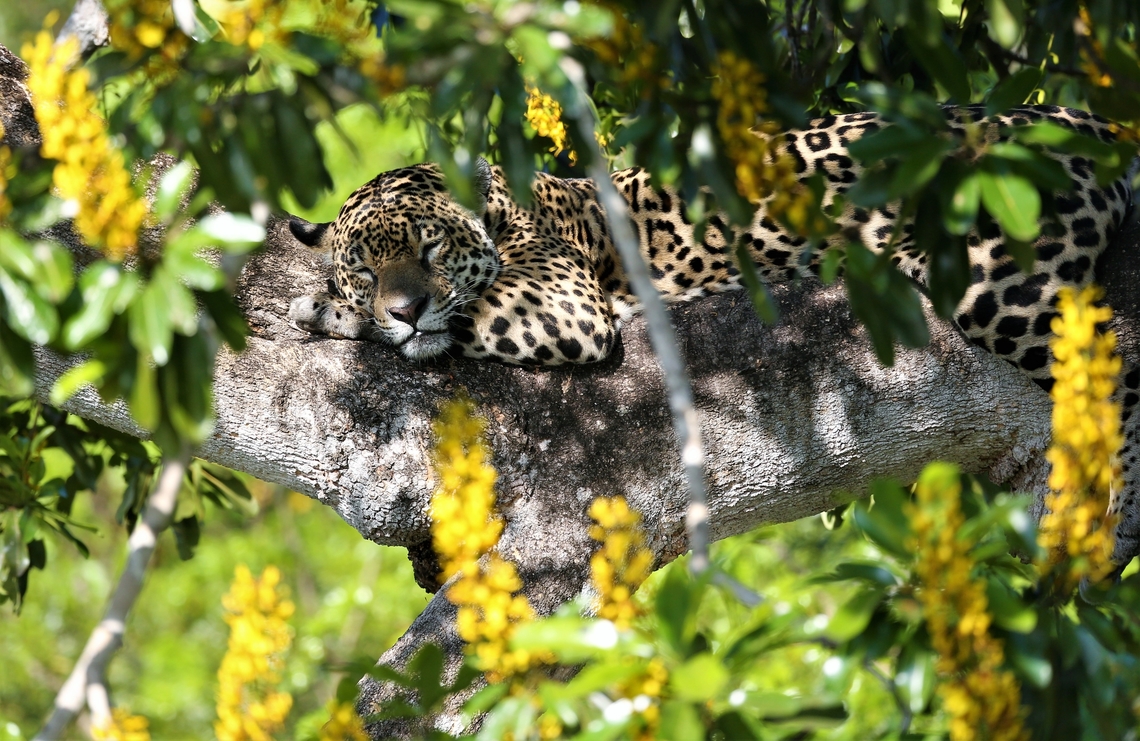 Amber dosing in a Cambara tree above the Rio Três Irmãos The jaguars in and around the rivers above Porto Jofre are named as part of a jaguar study.  If anyone submits a photo of a jaguar that has not previously been seen, then whoever submits it, gets the opportunity to name that jaguar.  This was Amber, we saw her 2, 2 year old cubs Stella and Woody during the trip.  We did also have the opportunity to name a large male, a day later and we called him Raul after our brilliant guide.  Annually the Jaguar Identification Project publishes a guide to the jaguars of the Porto Jofre region. Cambara Tree,Jaguar,Mato Grosso,Pantanal,Panthera onca,Rio Três Irmãos,Vochysia divergens