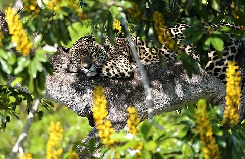 Amber dosing in a Cambara tree above the Rio Três Irmãos The jaguars in and around the rivers above Porto Jofre are named as part of a jaguar study.  If anyone submits a photo of a jaguar that has not previously been seen, then whoever submits it, gets the opportunity to name that jaguar.  This was Amber, we saw her 2, 2 year old cubs Stella and Woody during the trip.  We did also have the opportunity to name a large male, a day later and we called him Raul after our brilliant guide.  Annually the Jaguar Identification Project publishes a guide to the jaguars of the Porto Jofre region. Cambara Tree,Jaguar,Mato Grosso,Pantanal,Panthera onca,Rio Três Irmãos,Vochysia divergens