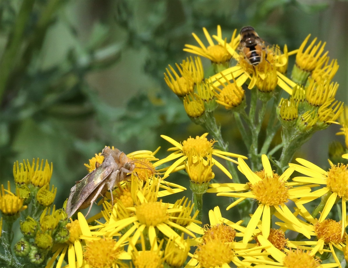 Burnished Brass on Oxford Ragwort  Burnished brass,Cumbria,Diachrysia chrysitis,Kings Meaburn,Oxford Ragwort,Senecio squalidus